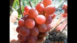 ВИНОГРАД ДАШУНЯ . РУТА . КАРДИНАЛ