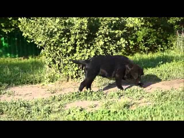 Стелла Фиделис Ловитва смотреть онлайн