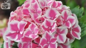 Сорта гортензии ? Топ 10 лучших сортов ➡  как выбрать растения в сад