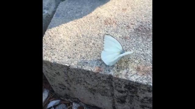 Dog Eats Butterfly Makes Kid Cry " Bentley Noooooo" - Pug Eats Butterfly смотреть онлайн