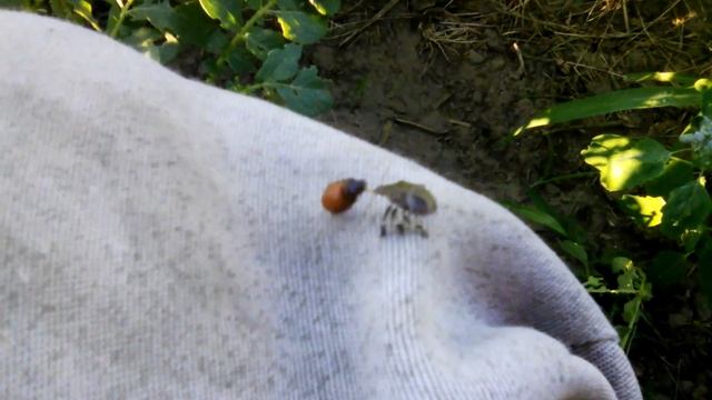 Клоп поедающий личинку колорадского жука. смотреть онлайн