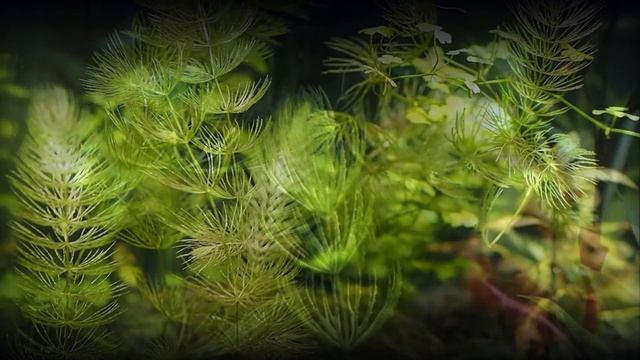 Самые неприхотливые аквариумные растения Часть 1 смотреть онлайн