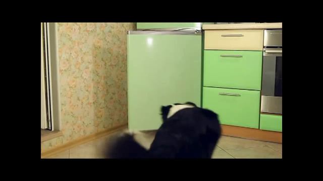 Бордер Колли смотреть онлайн