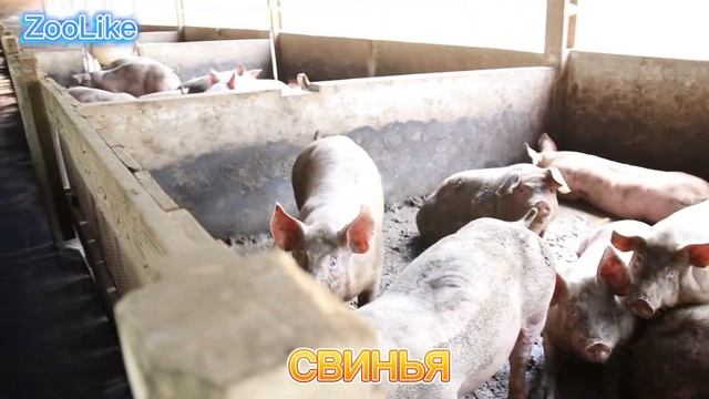 КАК ГОВОРИТ СВИНЬЯ / ЗВУКИ СВИНЬИ (КАБАНА) ? #свинья #звуки_свиньи #как_говорит_свинья #кабан смотреть онлайн