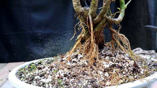 My Umbrella Tree Bonsai, The Bonsai Zone, Sept 2022 смотреть онлайн
