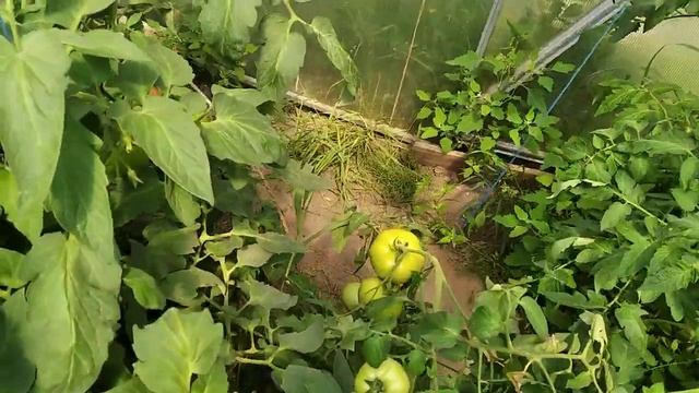 Томат ,,Бобкат,, радує врожаєм. смотреть онлайн