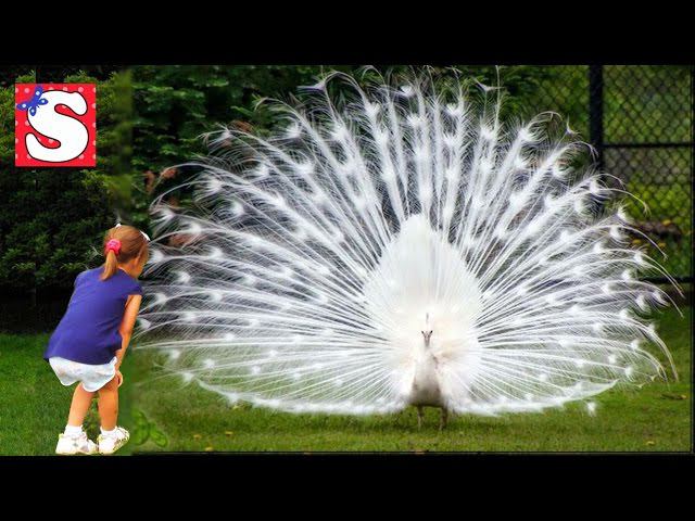 VLOG КОНТАКТНЫЙ ЗООПАРК ПАРК ПТИЦ УВИДЕЛИ БЕЛОГО ПАВЛИНА и КОРОЛЯ ДЖУЛИАНА смотреть онлайн