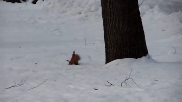 белка в парке Янки Купалы, Минск, январь 15. смотреть онлайн