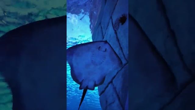 Скат играет и улыбается #скат #океанариум смотреть онлайн