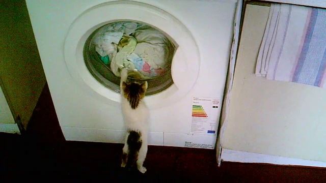 my pretty,silly kitty :) смотреть онлайн