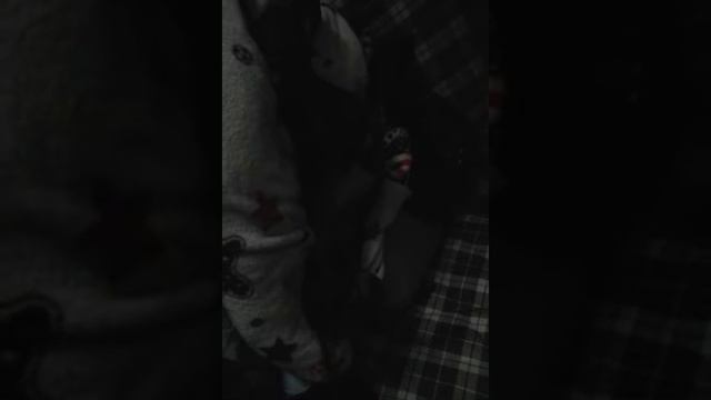 Моему псу снятся кошмары смотреть онлайн