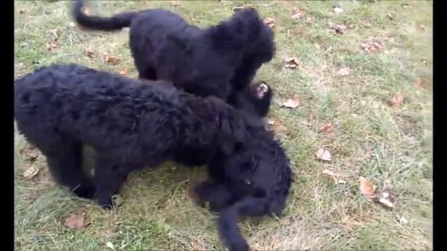 Щенки русского чёрного терьера на прогулке смотреть онлайн