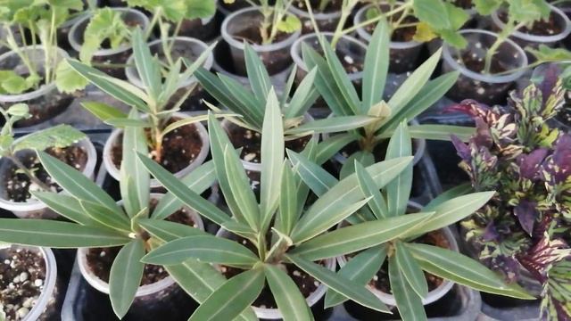 Обзор, малая часть укореняемых черенков🌺🌱🌺 смотреть онлайн