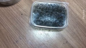 Кормление живородящих ящериц