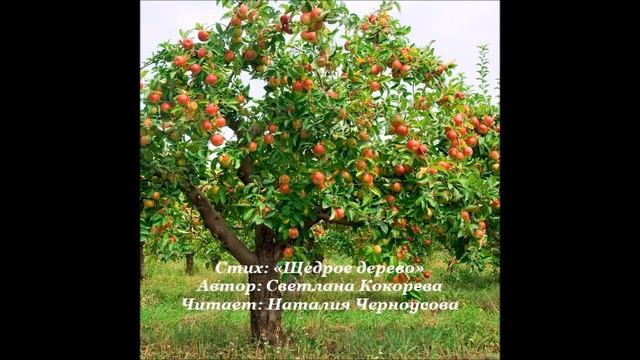 Стих: "Щедрое дерево". Автор: Светлана Кокорева. Читает: Наталия Черноусова смотреть онлайн