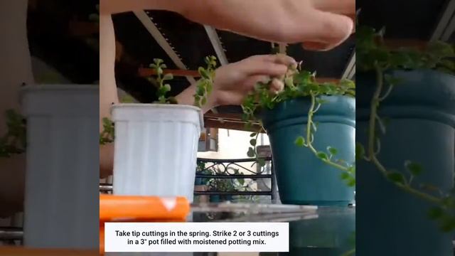 Propagating Pilea Depressa or "Baby Tears" смотреть онлайн