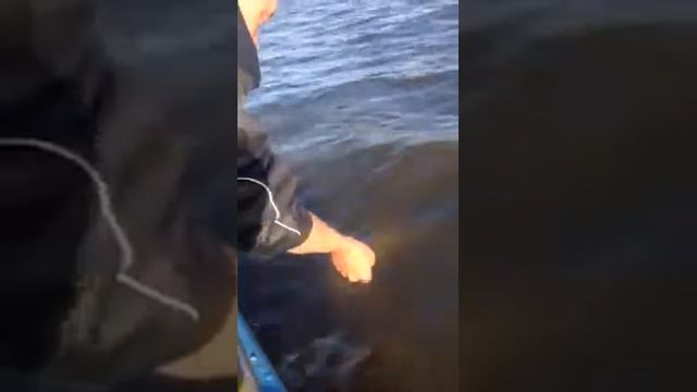 Сом как большое бревно смотреть онлайн