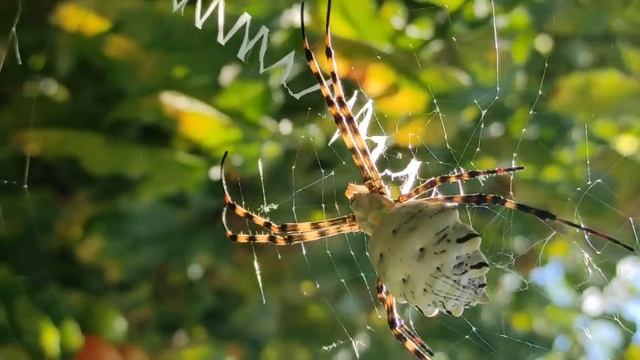 Ядовитый паук Аргиопа или по народному оса у меня в огороде смотреть онлайн