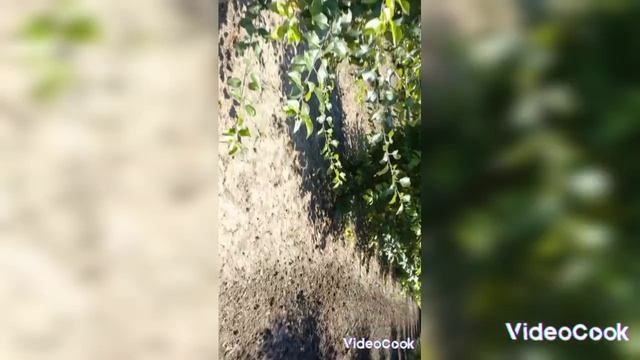 VideoCook_20230704_142642566.mp4 Станица.