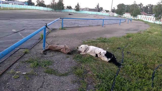 Алабай и Пума смотреть онлайн