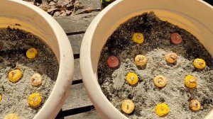 ?Посадка обалденных гладиолусов в напольные горшки.