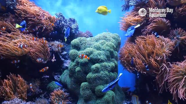 12 Hours Of Tropical Coral Reef Fishes At Monterey Bay Aquarium | Littoral Relaxocean