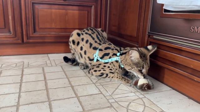 Сервал рычит 🐆сервал домашний играется 🐧 Serval Cat