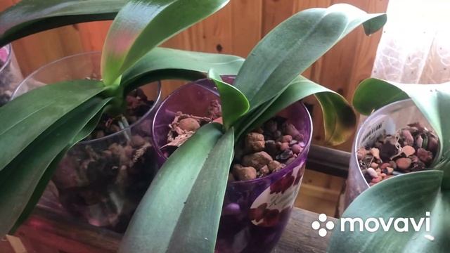 Тилландсия? уход, полив. Опять пересадила все орхидеи, почему! Мои фиалки?