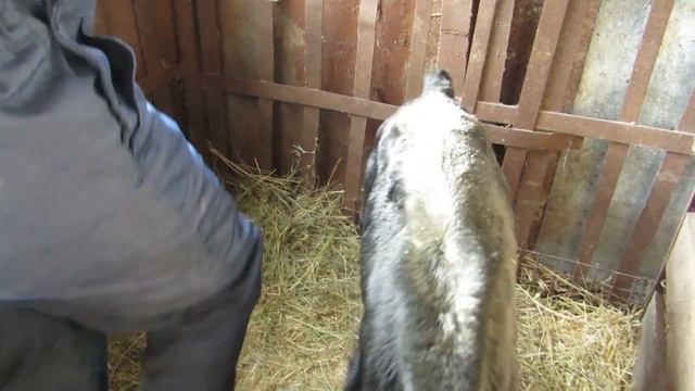 Колим железо телятам и не только)) смотреть онлайн