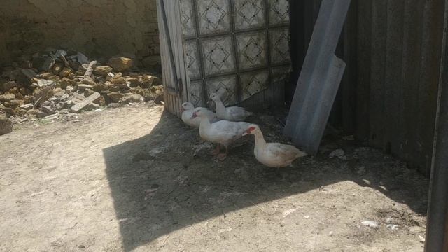 почему перестала нестись утка ??? смотреть онлайн