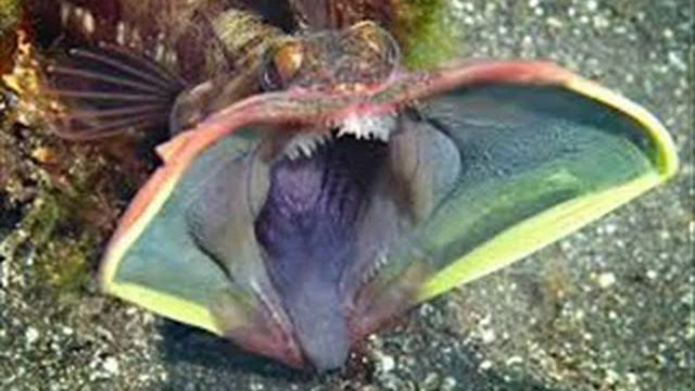 рослини-хижаки смотреть онлайн