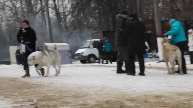 Моно среднеазиатских овчарок, 25.01.15 г., г. Тула смотреть онлайн