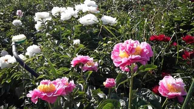 Пион LOIS E. KLEHM