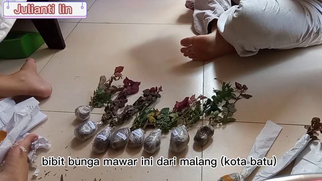 Bibit Bunga Mawar Hidup, Kira Kira Bisa HIDUP KAGAK YA??? | Bibit Bunga MAWAR  Beli Di SHOPEE