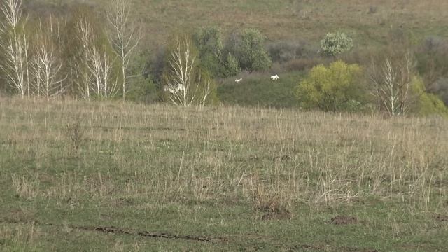 Жеребец Кнут. Весенние заботы. смотреть онлайн