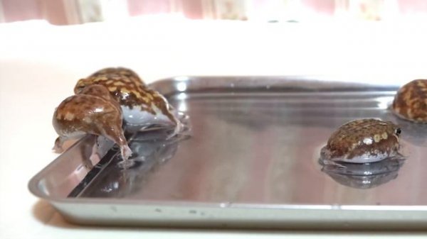 Rain frogs, wake up. Cute assortment? 3