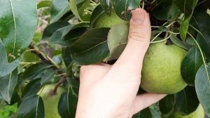 Супер карликовая груша. 17.09.2022