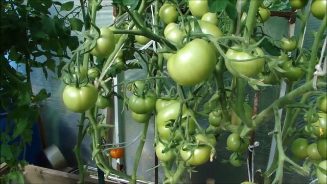 Ранний томат Суперприз преподнёс мне сюрприз!!! смотреть онлайн