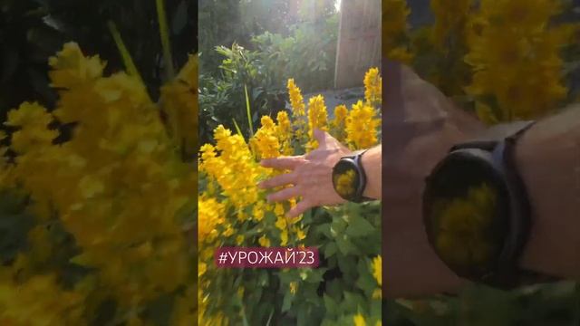 Небольшие дары лета на даче. #овощи #дача смотреть онлайн