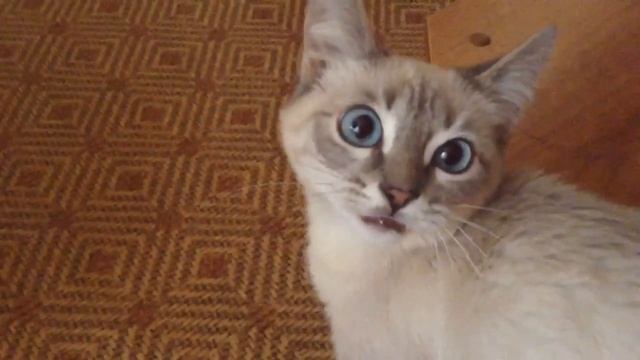 Умный тайский котёнок разговаривает смотреть онлайн