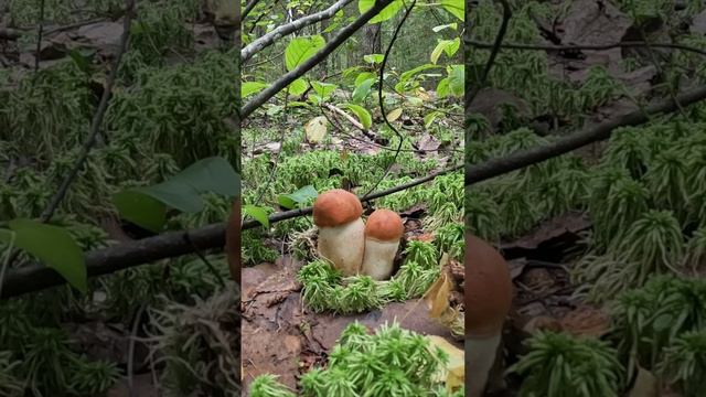 Грибник набрел на пристанище подосиновиков. Эмоции зашкаливают от таких находок! смотреть онлайн