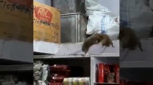 Крысы дерутся прямо на полке магазина