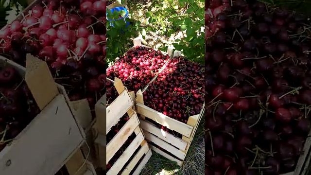 Описание черешни, ранний сорт (Романовка) Михаил смотреть онлайн