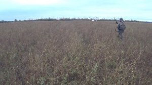 Охота на перепела в Краснодарском крае