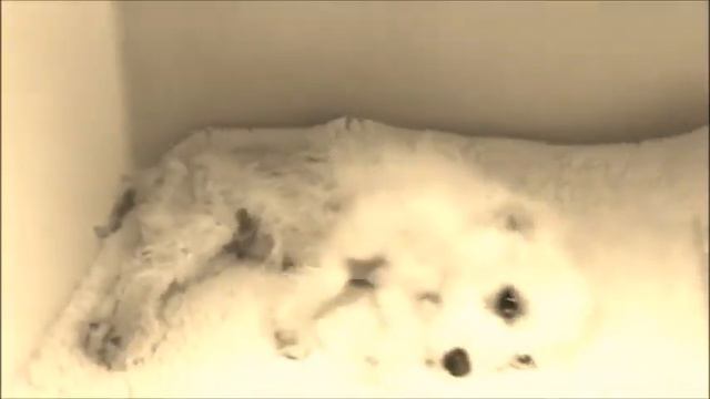 Mercedes. Rest in peace - M.A.I.N. - Medical Animals In Need смотреть онлайн