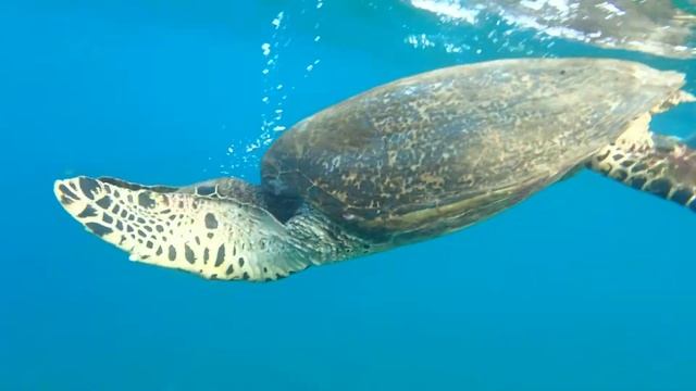 żółw Morski Na Gili Meno
