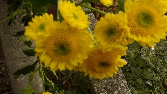 Необычные хризантемы.Зимующие.Веточные. смотреть онлайн