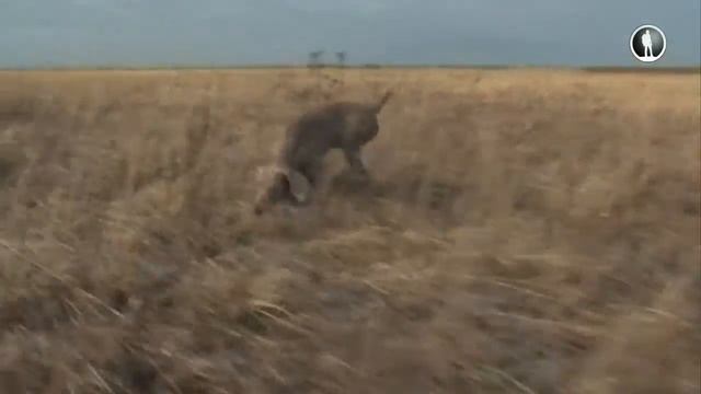 Планета собак. Веймаранер смотреть онлайн