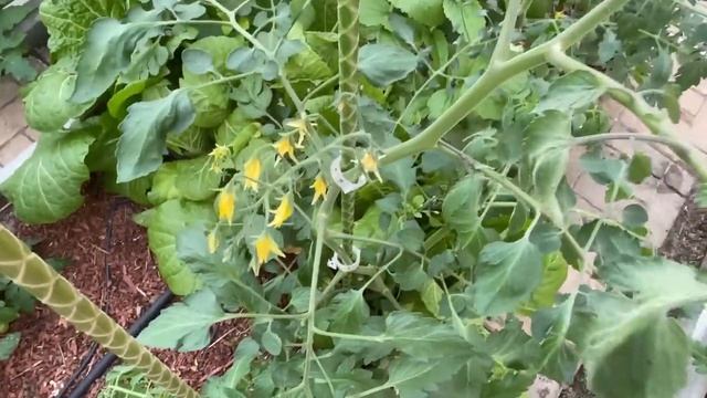 ЧТОБЫ ТОМАТЫ РОСЛИ НА 5+ смотреть онлайн