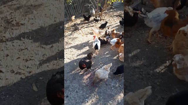 Что осенью дать курам смотреть онлайн